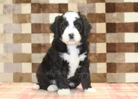 Cody, a male Miniature Bernedoodle for sale in Denver, PA – 7 of 8