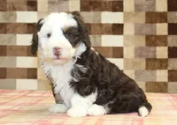 Bailey, a female Miniature Bernedoodle for sale in Denver, PA – 5 of 8