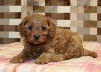 Dolly, a female Cavapoo for sale in Denver, PA – 6 of 8