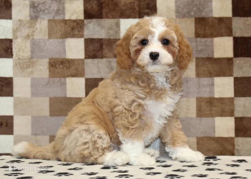 Fern – Cavapoo, Miniature Bernedoodle puppy for sale in Denver, PA