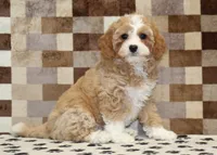 Fern, a female Cavapoo and Miniature Bernedoodle for sale in Denver, PA – 1 of 8