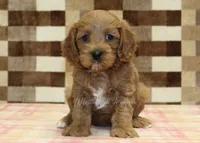 processed/7656d0f3-f861-47e0-bb78-543d34a1e63b/listing/4f2e47cc-cb2b-4d79-8bcb-7601b02a8d9b/161700f3-5002-4797-bcab-3f9a25f69532