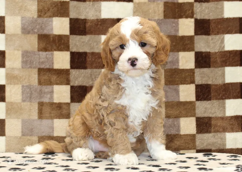 Frank – Cavapoo, Miniature Bernedoodle puppy for sale in Denver, PA