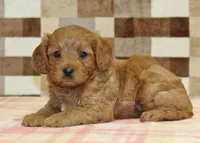 Fancy, a female Cavapoo for sale in Denver, PA – Photo 2 of 4