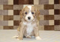 Jade, a female Cavapoo and Miniature Bernedoodle for sale in Denver, PA – 3 of 4