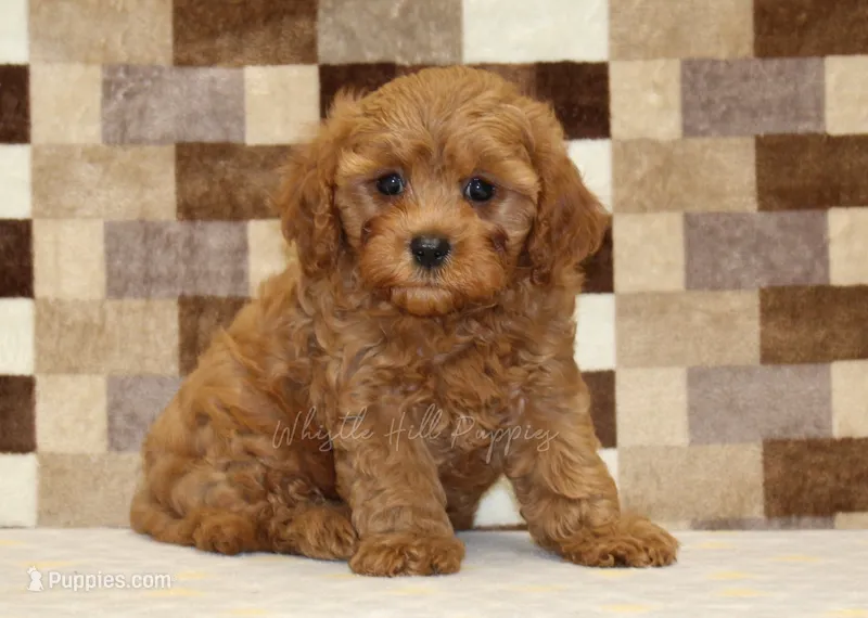 Donny – Cavapoo puppy for sale in Denver, PA