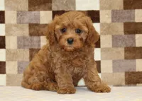 Donny, a male Cavapoo for sale in Denver, PA – 1 of 8