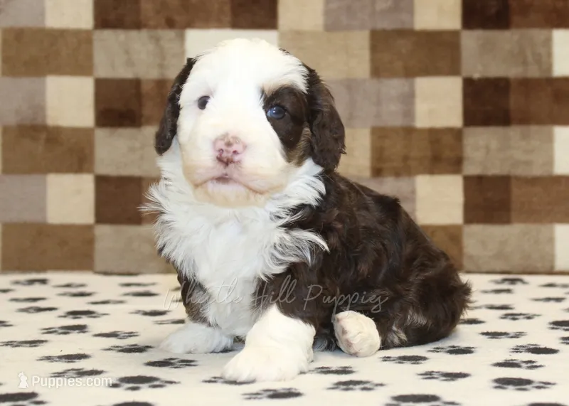Bailey – Miniature Bernedoodle puppy for sale in Denver, PA