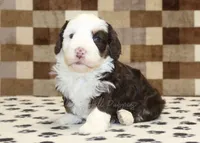 Bailey, a female Miniature Bernedoodle for sale in Denver, PA – 1 of 3
