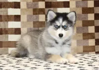 Willow, a female Pomsky for sale in Denver, PA – 2 of 8