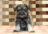 Ernie, a male Miniature Schnauzer for sale in Denver, PA – 3 of 4