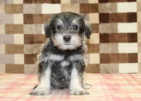 Elmo, a male Miniature Schnauzer for sale in Denver, PA – 3 of 4