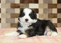 Henry, a male Miniature Bernedoodle for sale in Denver, PA – 2 of 5