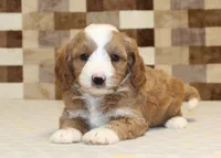 Fancy, a female Cavapoo and Miniature Bernedoodle for sale in Denver, PA – 6 of 8