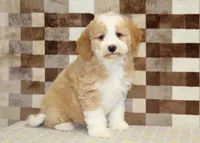 Honey, a female Miniature Bernedoodle for sale in Denver, PA – 4 of 4