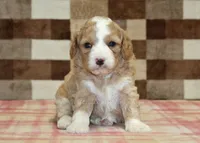 Fern, a female Cavapoo and Miniature Bernedoodle for sale in Denver, PA – 3 of 4