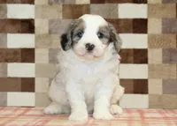 Chip, a male Miniature Bernedoodle for sale in Denver, PA – 6 of 7