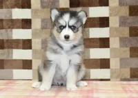 Willow, a female Pomsky for sale in Denver, PA – 3 of 4