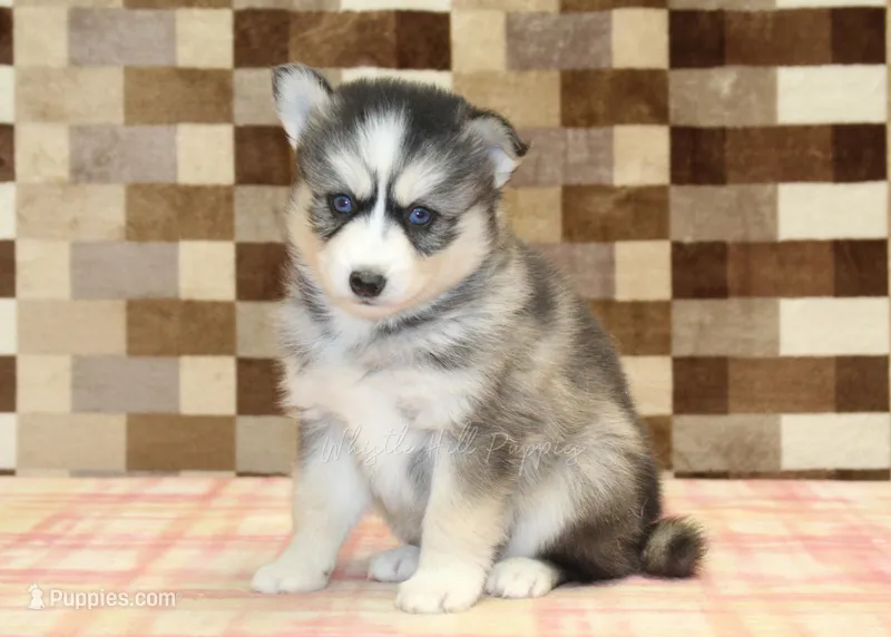 Willow, a female Pomsky for sale in Denver, PA – 1 of 4