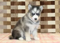 Willow, a female Pomsky for sale in Denver, PA – 4 of 4