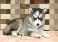 Willow, a female Pomsky for sale in Denver, PA – 2 of 4