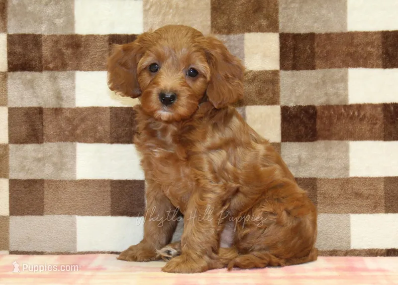 Stella – Cavapoo puppy for sale in Denver, PA