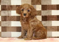 Stella, a female Cavapoo for sale in Denver, PA – 1 of 4