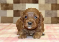 Stella, a female Cavapoo for sale in Denver, PA – Photo 2 of 3