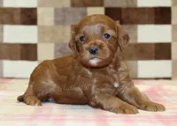 Stella, a female Cavapoo for sale in Denver, PA – Photo 1 of 3