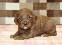 Stella, a female Cavapoo for sale in Denver, PA – Photo 3 of 3