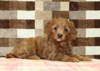Stella, a female Cavapoo for sale in Denver, PA – 2 of 4