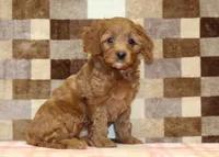 Stella, a female Cavapoo for sale in Denver, PA – 4 of 4