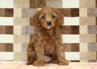 Stella, a female Cavapoo for sale in Denver, PA – 3 of 4