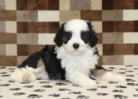 Kylie, a female Miniature Bernedoodle for sale in Denver, PA – 2 of 4