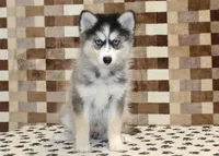Willow, a female Pomsky for sale in Denver, PA – 3 of 8