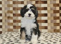 Bandit, a male Miniature Bernedoodle for sale in Denver, PA – 3 of 8
