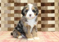 Charlie, a male Miniature Bernedoodle for sale in Denver, PA – 4 of 7