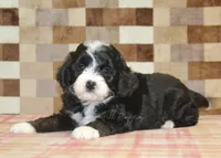 Cupcake, a female Miniature Bernedoodle for sale in Denver, PA – 6 of 8