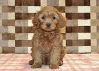 Scout, a male Cavapoo for sale in Denver, PA – 3 of 4