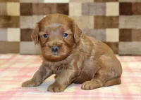 Scout, a male Cavapoo for sale in Denver, PA – Photo 2 of 3