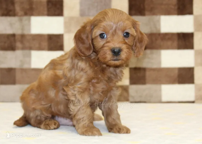 Scout – Cavapoo puppy for sale in Denver, PA