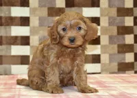 Scout, a male Cavapoo for sale in Denver, PA – 4 of 4