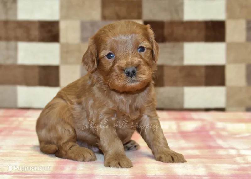 Scout – Cavapoo puppy for sale in Denver, PA