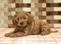 Scout, a male Cavapoo for sale in Denver, PA – 2 of 4