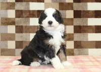 Henry, a male Miniature Bernedoodle for sale in Denver, PA – 5 of 5