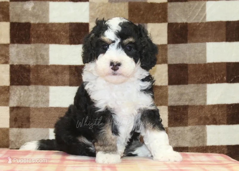 Bandit – Miniature Bernedoodle puppy for sale in Denver, PA
