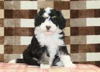 Bandit, a male Miniature Bernedoodle for sale in Denver, PA – 6 of 8