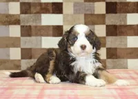 Hank, a male Miniature Bernedoodle for sale in Denver, PA – 2 of 4