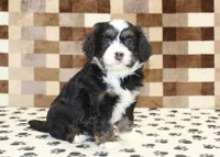 Karly, a female Miniature Bernedoodle for sale in Denver, PA – 4 of 4
