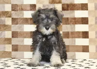 Elsa, a female Miniature Schnauzer for sale in Denver, PA – 3 of 4